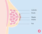 7428 female breasts anatomy diagram1006x755 1 jpgv1 0 from boobs vagina and all parts