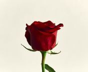 red rose in white background.jpg from christina roseka