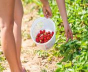 young woman legs closeup picking reaching strawberries in green field rows 740x494.jpg from ls fruit nude 004 jpg