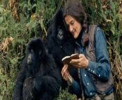 dian fossey in the wild with mountain gorillas jpegrect034800400autoformatcompressdpr2w650 from » dian