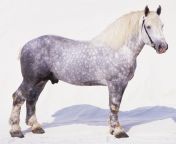 side view of a percheron horse 71306774 57d15fb13df78c71b631c444.jpg from horsse